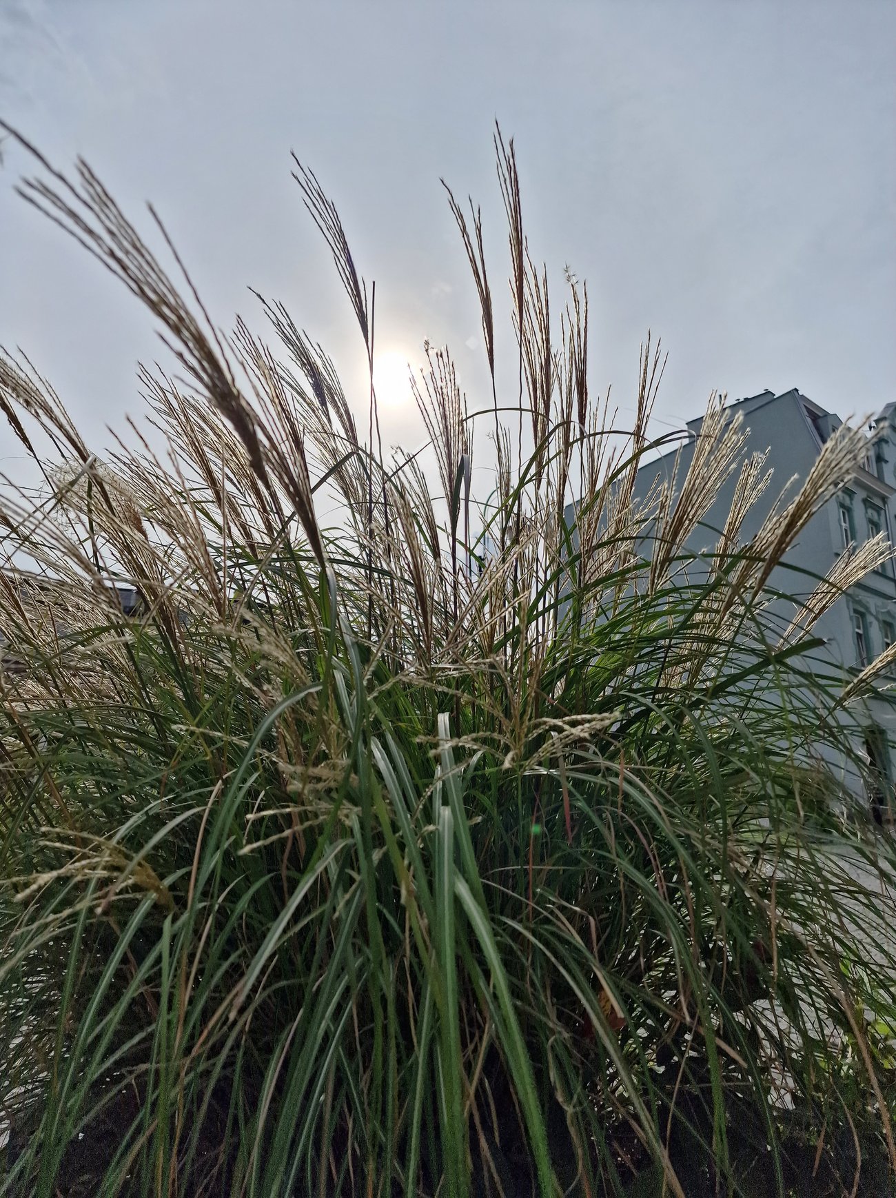 Sonnen hinter den Dünen